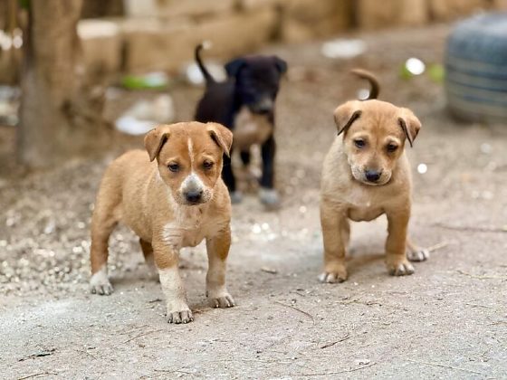 Moradores não poderão retirar animais comunitários sem autorização da Justiça em VG