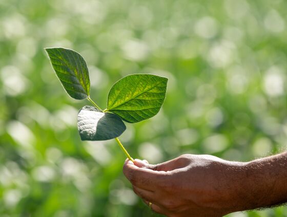 Período do Vazio Sanitário da soja já está em vigor em Mato Grosso e proíbe o manejo da cultura por 90 dias para combater a ferrugem asiática.