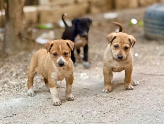 Moradores não poderão retirar animais comunitários sem autorização da Justiça em VG