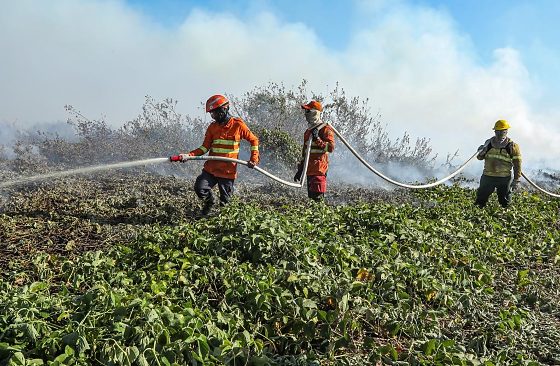 O Corpo de Bombeiros Militar de Mato Grosso abriu processo seletivo para contratação de 150 brigadistas temporários em 29 municípios do estado. As inscrições são gratuitas e seguem até 20 de junho.