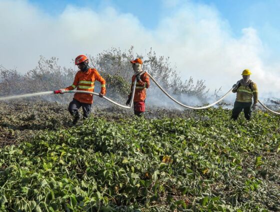 O Corpo de Bombeiros Militar de Mato Grosso abriu processo seletivo para contratação de 150 brigadistas temporários em 29 municípios do estado. As inscrições são gratuitas e seguem até 20 de junho.