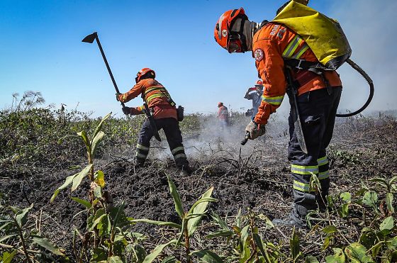 Podem participar do processo seletivo candidatos alfabetizados, com idade entre 18 e 50 anos, que possuam conhecimentos básicos no manuseio de ferramentas agrícolas