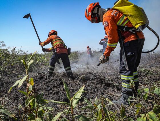 Podem participar do processo seletivo candidatos alfabetizados, com idade entre 18 e 50 anos, que possuam conhecimentos básicos no manuseio de ferramentas agrícolas