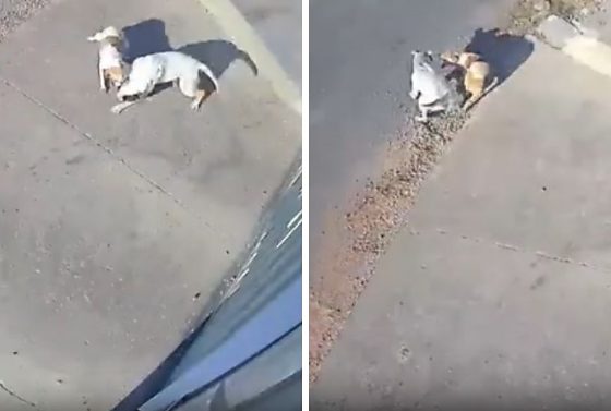 Animal sofreu diversas mordidas pelo corpo e tem dificuldades para se alimentar.