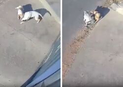 Animal sofreu diversas mordidas pelo corpo e tem dificuldades para se alimentar.