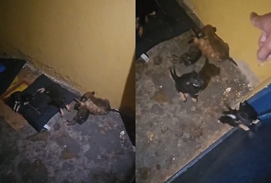 ONG denuncia animais abandonados e mortos em Centro de Zoonoses em Cuiabá