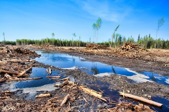 Proprietário foi responsabilizado por danos ambientais em áreas do bioma Amazônia e terá de indenizar mais de R$ 3,3 milhões.