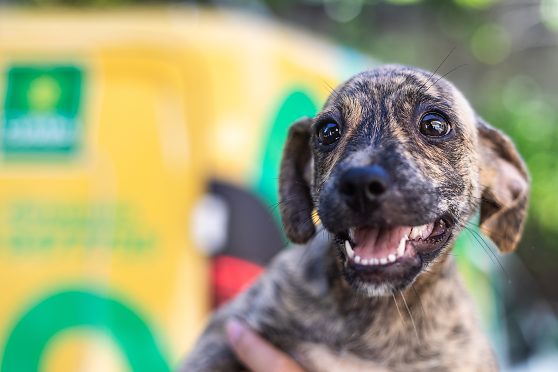 Quem transportar um animal da zona rural ou de outra cidade para abandoná-lo no perímetro urbano poderá receber punição maior.
