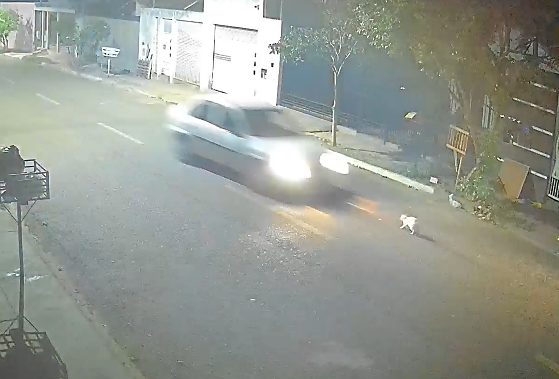 Gato recuou para a calçada segundos antes de o carro passar pelo local.