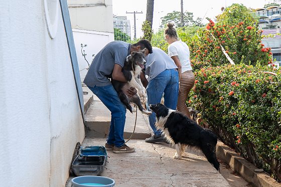 Animais foram resgatados e enviados para tratamento 