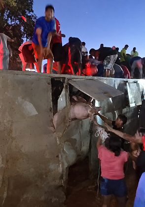 Pessoas subiram na estrutura da carreta e retiraram animais por aberturas da carroceria.