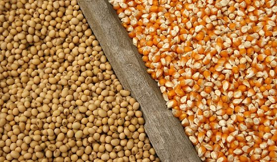O esquema de sonegação envolvia cargas de soja e milho que saíam de Mato Grosso.