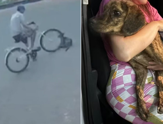 Cadela não consegue mais movimentar as patas traseiras após ser atropelada por um ciclista em Campo Novo do Parecis.