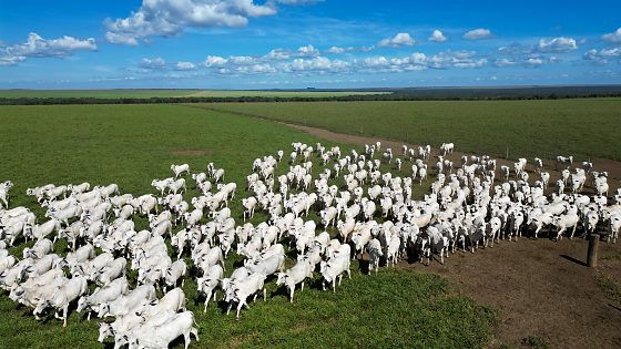Dados da Abiec mostram a força da pecuária mato-grossense no comércio internacional de carne bovina.