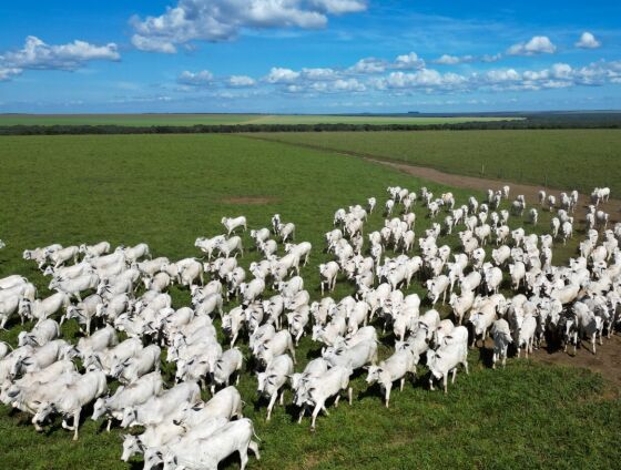 Dados da Abiec mostram a força da pecuária mato-grossense no comércio internacional de carne bovina.