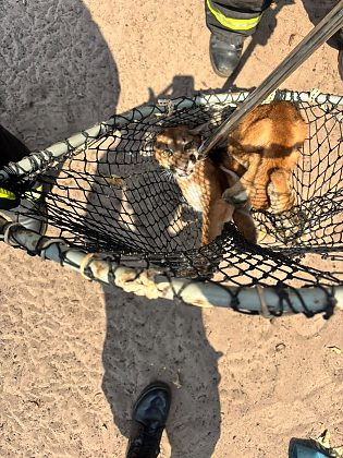 Animal foi encontrado ferido em uma chácara e encaminhado para clínica especializada em animais silvestres.