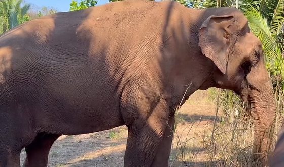 Animal de 54 anos chegou a Chapada dos Guimarães na sexta-feira (18), após mais de quatro décadas em zoológico de Sorocaba.