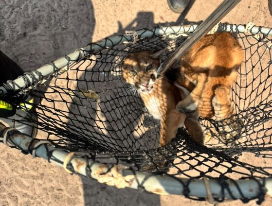 Animal foi encontrado ferido em uma chácara e encaminhado para clínica especializada em animais silvestres.