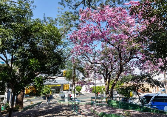 Penalidades começam em R$ 500 para poda sem autorização e podem chegar ao teto de R$ 100 mil por indivíduo arbóreo atingido.