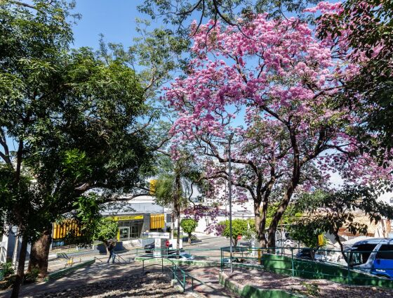 Moradores devem solicitar autorização antes de qualquer intervenção em árvores de áreas públicas; casos de risco iminente têm procedimento específico.