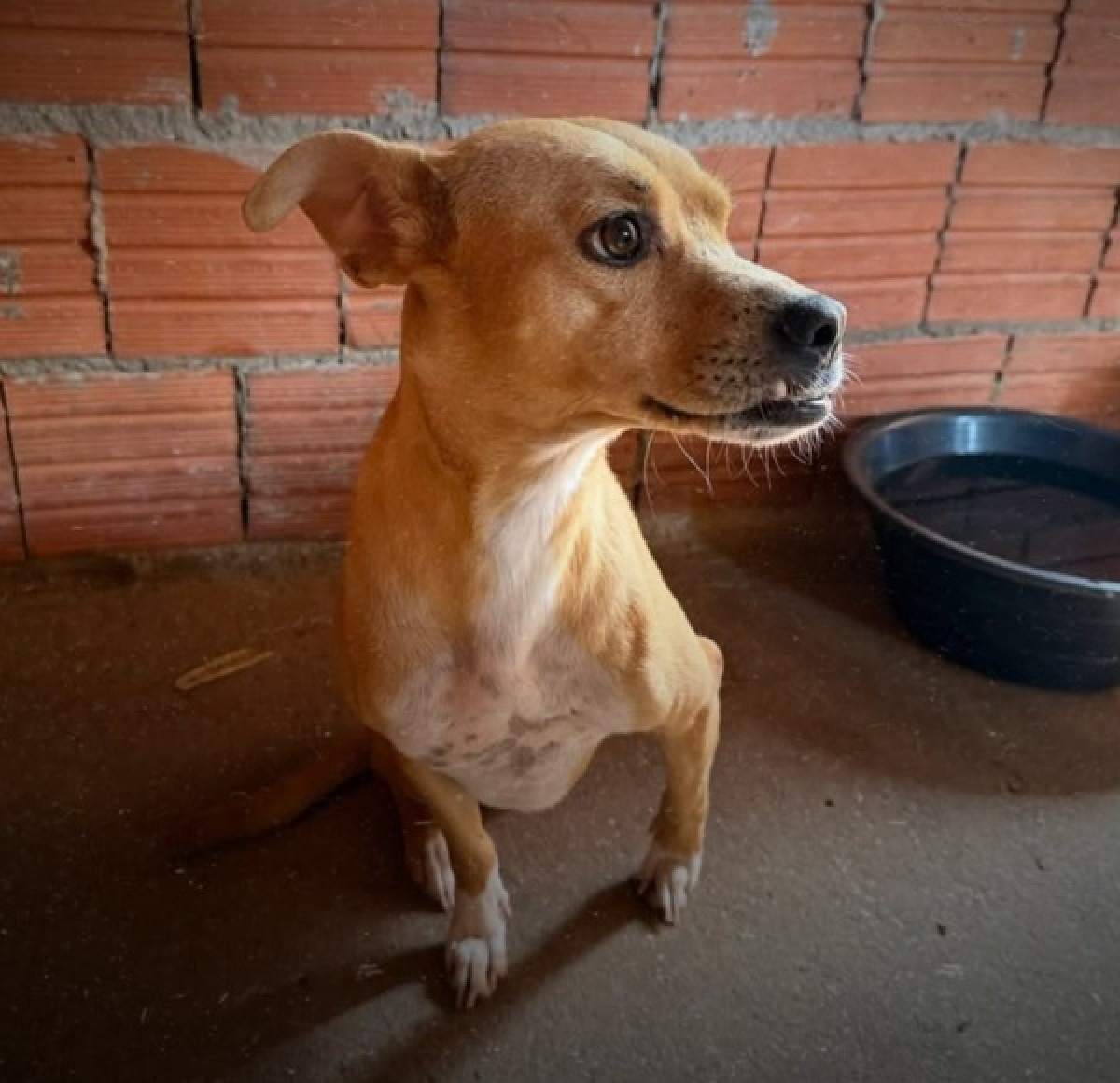 Ong de proteção animal em Cuiabá busca arrecadar R$ 350 mil para quitar dívidas