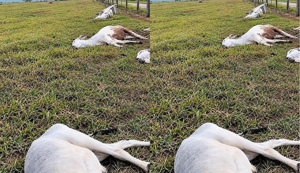 Raio mata 11 bois durante temporal em Vila Bela da Santíssima Trindade, MT
