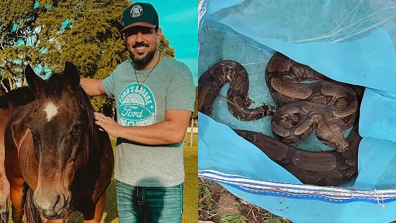 Sertanejo mostrou o momento nas redes sociais e contou que pretende levar a jiboia para outra área da propriedade.
