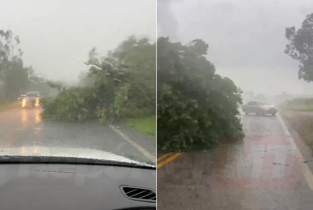 Temporal derruba árvores em estrada de Glória D’Oeste, Mato Grosso