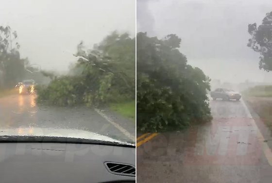 Vídeos registrados por motoristas mostram a vegetação caída sobre a pista enquanto uma forte chuva atinge a região.