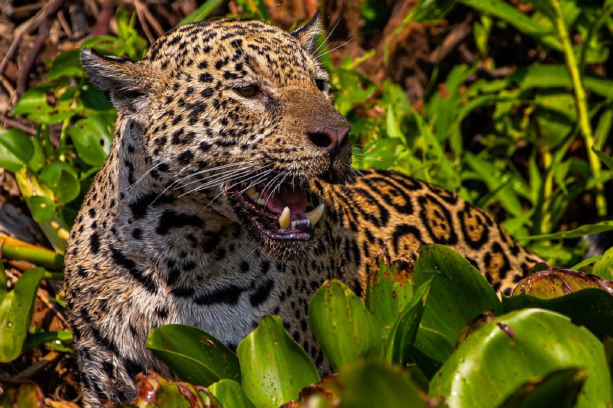 Filme sobre onças do Pantanal em Mato Grosso disputa prêmio na Inglaterra