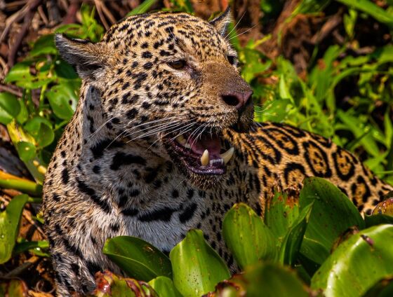 Longa-metragem passará por festivais e terá uma exibição especial em Cuiabá antes de estrear na Netflix em dezembro