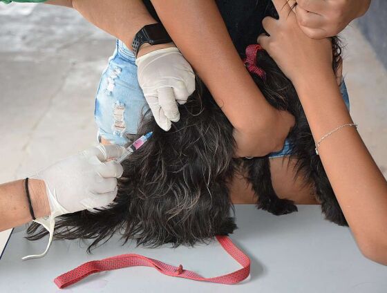 Tutores poderão vacinar os pets em 20 pontos e buscar orientações sobre atendimento domiciliar para animais com dificuldade de transporte.