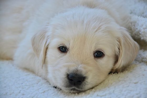 Trabalhadora alegou enfrentar dificuldades para dormir após adotar um golden retriever de oito semanas; pedido repercutiu nas redes sociais.