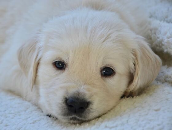 Trabalhadora alegou enfrentar dificuldades para dormir após adotar um golden retriever de oito semanas; pedido repercutiu nas redes sociais.